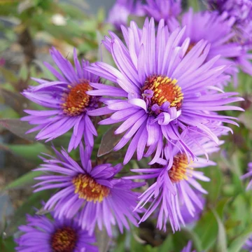 Aster novae-angliae 'Purple Dome' - Mirigyes sötétlila őszirózsa