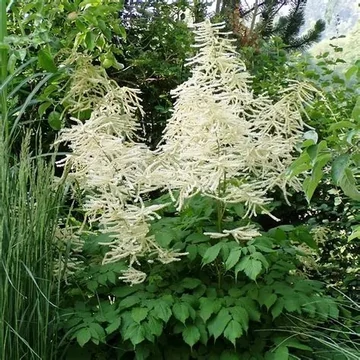 Astilbe x arendsii 'Brautschleier' – Kerti tollbuga
