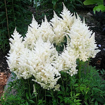 Astilbe x arendsii 'Astary White' – Kerti tollbuga