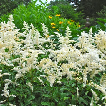 Astilbe x arendsii 'Snowdrift' – Kerti tollbuga