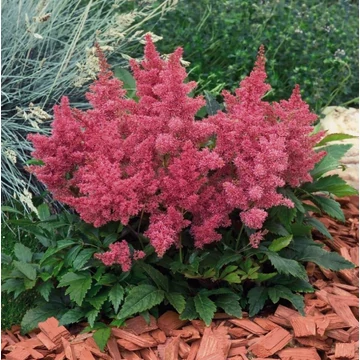 Astilbe x arendsii 'Astary Rose' – Kerti tollbuga