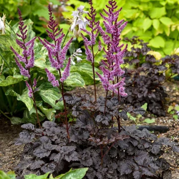 Astilbe 'Dark Side of the Moon' – Kerti tollbuga