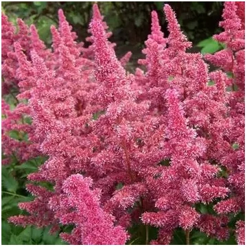 Astilbe japonica 'Bonn' – Japán tollbuga