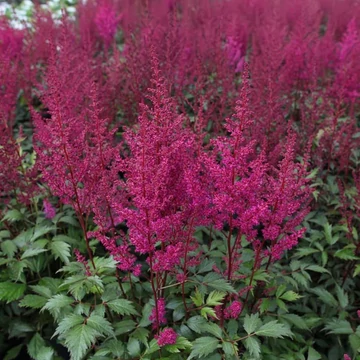 Astilbe japonica 'Elisabeth von Veen' – Japán tollbuga