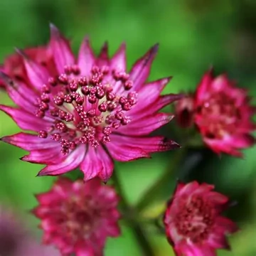 Astrantia major 'Burgundy Manor' – Nagy völgycsillag