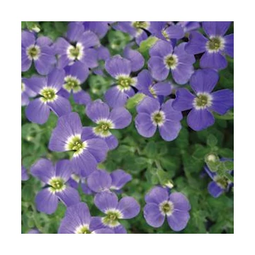 Aubrieta 'Audrey Light Blue' - Pázsitviola