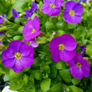 Aubrieta gracilis 'Kitte Blue' - Apró pázsitviola