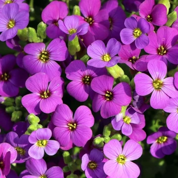 Aubrieta 'Hamburger Stadtpark' - Kerti pázsitviola