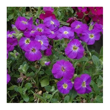 Aubrieta hybrida 'Axcent Violet with Eye' - Kerti pázsitviola