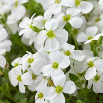 Aubrieta 'Regado White' – Kerti pázsitviola