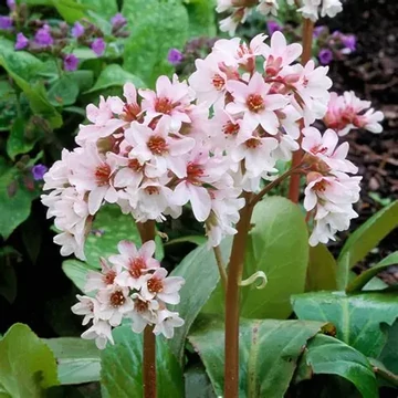 Bergenia 'Bressingham White' - Hófehér bőrlevél