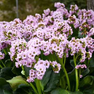 Bergenia 'Fairytale Romance' – Bőrlevél
