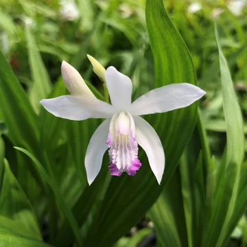 Bletilla striata 'Kuchibeni' – Japán orchidea