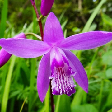 Bletilla striata 'Marcel Klapdrop' – Japán orchidea
