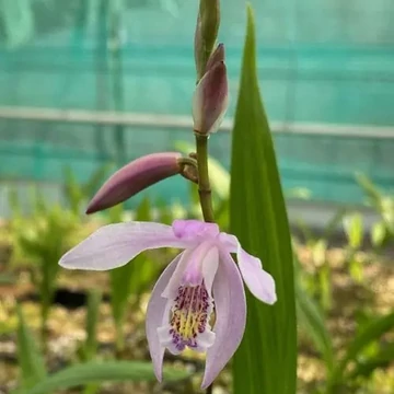 Bletilla striata penway 'Brigantes' – Japán orchidea