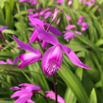 Bletilla striata 'Shi-ran' – Japán orchidea