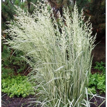 Calamagrostis x acutiflora 'Overdam' - Nádtippan