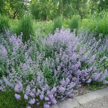 Calamintha nepeta 'Blue Cloud Strain' - Mirigyes pereszlény