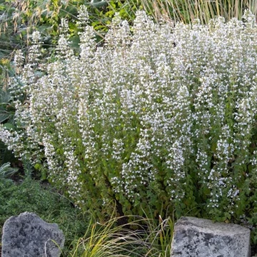 Calamintha nepeta 'Triumphator' – Mirigyes pereszlény