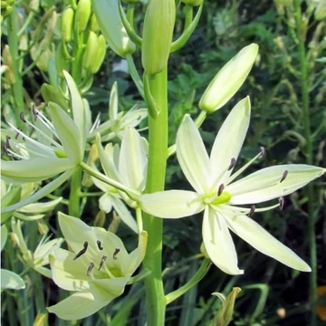 Camassia leichtlinii 'Silk Silver' – Prérigyertya
