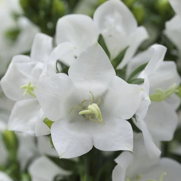 Campanula persicifolia 'Takion White' - Baracklevelű fehér harangvirág