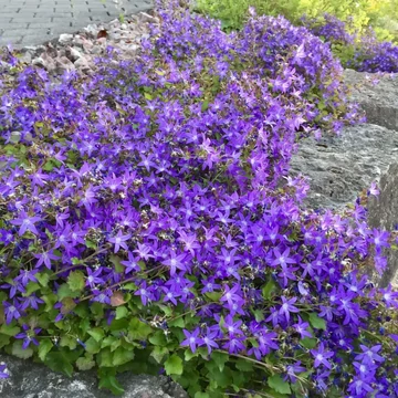 Campanula poscharskyana - Balkáni harangvirág