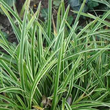 Carex morrowii 'Ice Dance' - Tarka sás
