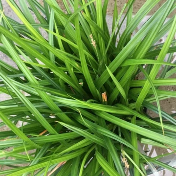 Carex morrowii 'Irish Green' – Sás