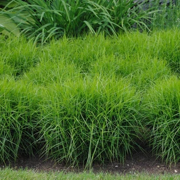 Carex muskingumensis 'Little Midge' - Pálmalevelű sás