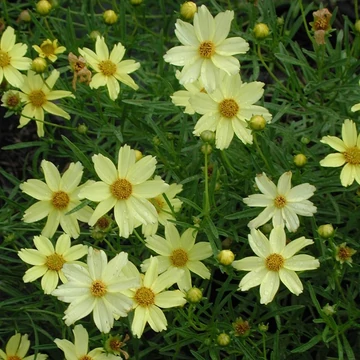 Coreopsis 'Creme Brulee' - Menyecskeszem