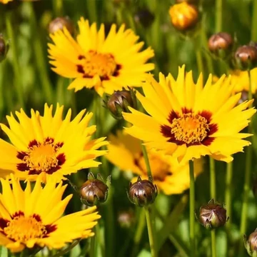 Coreopsis grandiflora 'Andiamo Yellow Red' – Nagyfészkű menyecskeszem