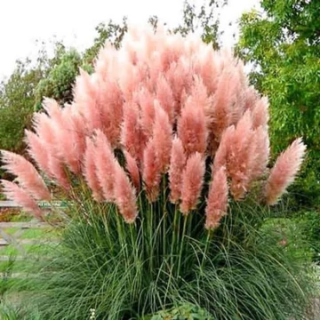 Cortaderia selloana 'Pink Feather' – Pampafű