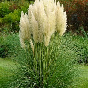 Cortaderia selloana 'Pumila' - Ezüstös pampafű