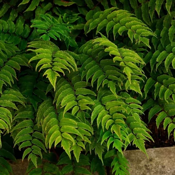 Cyrtomium fortunei 'Clivicola' – Magyalpáfrány