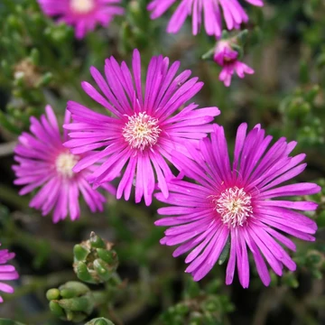 Delosperma cooperi 'Ice Cream Purple' – Délvirág, kristályvirág