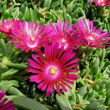 Delosperma 'Sundella Neon' – Délvirág, kristályvirág