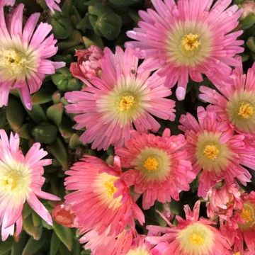 Delosperma sutherlandii 'Peach Star' – Délvirág, kristályvirág