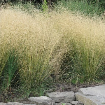 Deschampsia cespitosa 'Goldtau' - Gyepes sédbúza