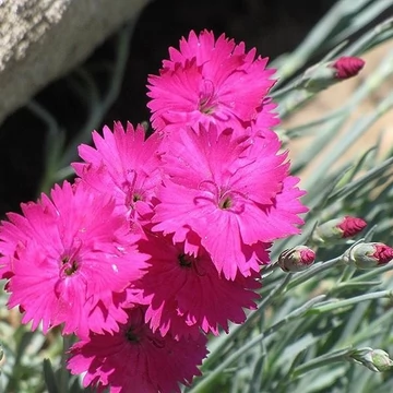 Dianthus gratianopolitanus 'Badenia' - Pünkösdi szegfű
