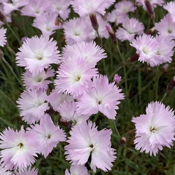 Dianthus gratianopolitanus 'Whatfield Wisp' – Pünkösdi szegfű