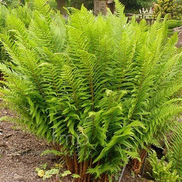 Dryopteris filix-mas - Erdei pajzsika