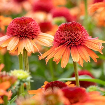 Echinacea purpurea 'Carrot Cake' – Bíbor kasvirág