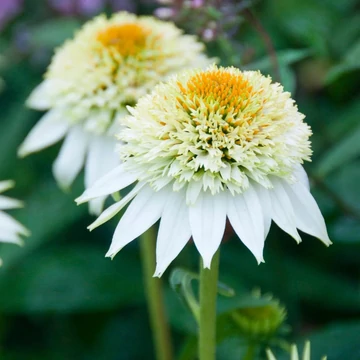 Echinacea purpurea 'Milkshake' – Kasvirág