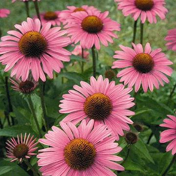 Echinacea purpurea 'Primadonna Deep Rose' – Bíbor kasvirág