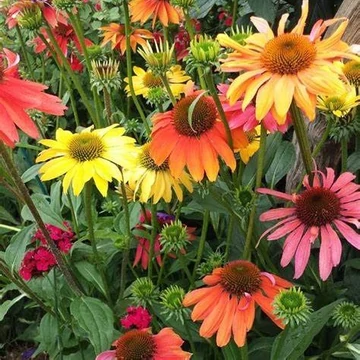 Echinacea purpurea 'Cheyenne Spirit' - Bíbor kasvirág (színkeverék)