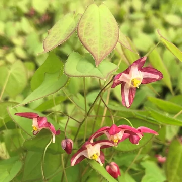 Epimedium x rubrum – Tündérvirág, püspöksüveg