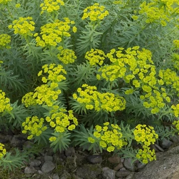 Euphorbia seguieriana subsp. niciciana - Pusztai kutyatej