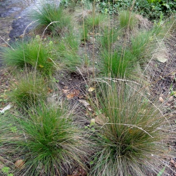 Festuca amethystina – Lila csenkesz