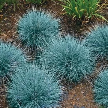 Festuca glauca 'Blue Select' – Kék csenkesz