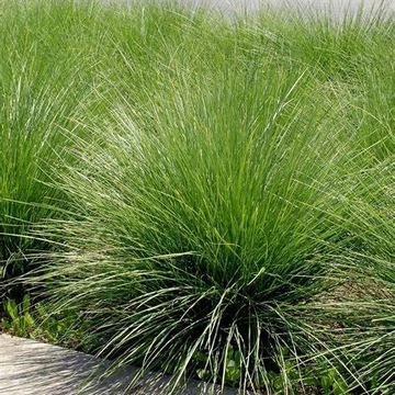 Festuca mairei – Atlasz csenkesz